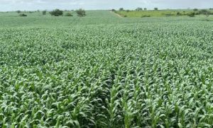 Agosto ser� mais quente e seco em Mato Grosso, mas clima favorece colheita no campo, diz Conab