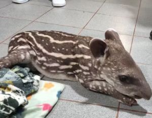 Filhote de anta de 15 dias com pata quebrada � resgatado e levado para tratamento no interior de SP