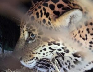 On�a-pintada resgatada em Barra do Gar�as � transferida para santu�rio em Minas Gerais
