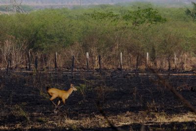 �Os bichos desesperados sem saber pra onde ir, outros j� mortos�, relata pescadora no Pantanal