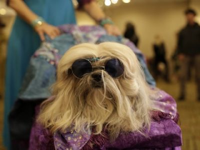 Desfile beneficente de pets  arrecadou ra��o para gatos abandonados em Cuiab�