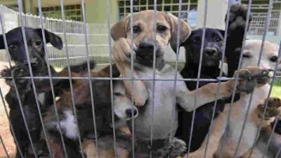 ​MPMT entra com a��o contra munic�pio para ampliar canil p�blico e esterilizar animais de rua