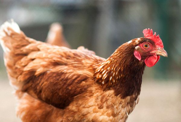 Produtor inaugura frigor�fico para abate de frango semicaipira