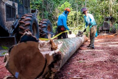 Mato Grosso � pioneiro em financiamento para manejo sustent�vel