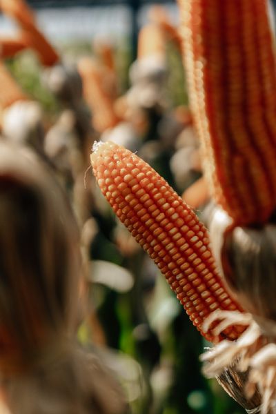 ​KWS Sementes apresenta novos h�bridos de milho na Superagro
