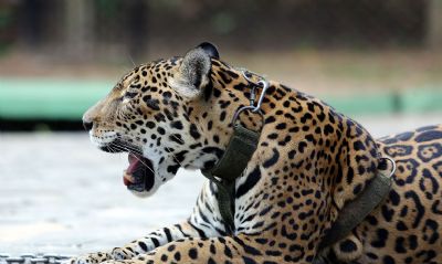 Relat�rio mostra falhas no combate ao tr�fico de animais silvestres