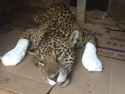 ONG pede doa��es para continuar socorrendo animais atingidos pelo fogo