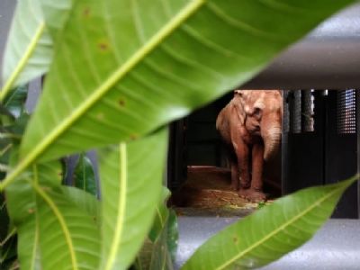 Elefanta Bambi inicia viagem para Santu�rio em Chapada dos Guimar�es