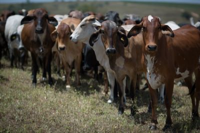 Raios j� mataram quase 3 mil cabe�as de gado em MT