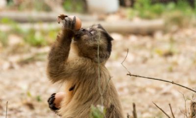 Exposi��o traz fotos de animais que sobreviveram �s queimadas do Pantanal em 2020