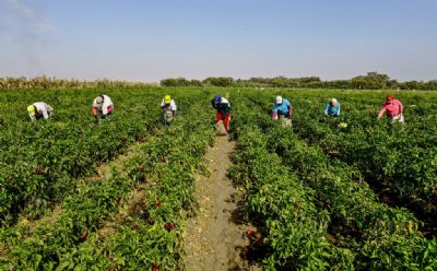 MP do Funrural corrige distor��es na contribui��o previdenci�ria no campo