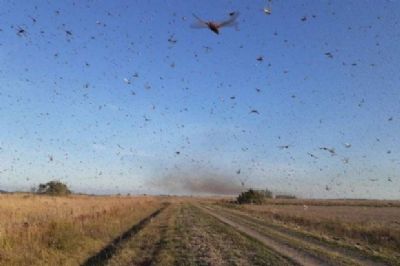 Nuvem de gafanhotos pode ser causada por desequil�brio ambiental das queimadas