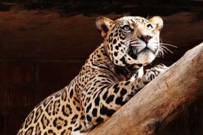 On�a-pintada e arara azul sob amea�a de extin��o no Pantanal