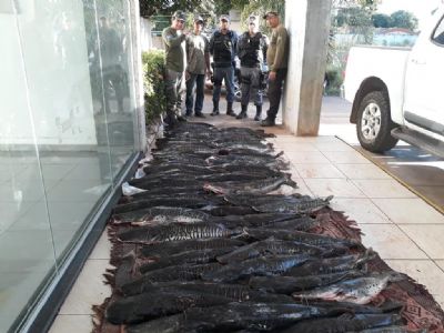 Sema apreende 200 Kg de pintado em Santo Ant�nio do Leverger