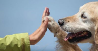 ​Terapia com animais precisa de formaliza��o no Brasil