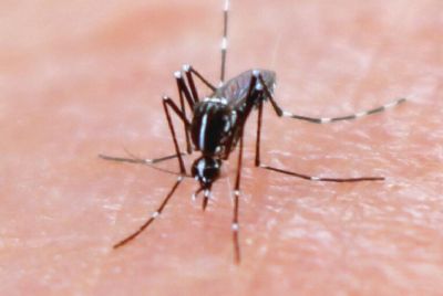 Em m�dia, Brasil registrou 23,8 mortes di�rias por dengue no primeiro semestre