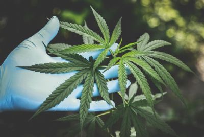 Anvisa aprova medicamentos � base de Cannabis para animais