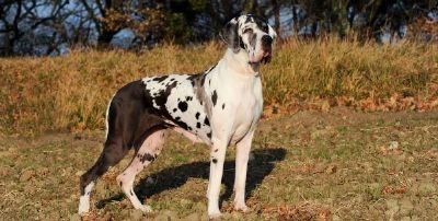 Justi�a mato-grossense nega devolu��o de cachorro para mulher que doou o animal