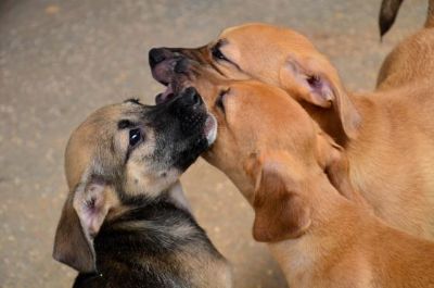 Lei estabelece normas para cadastro de cuidadores e protetores de animais
