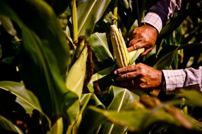 Clima amea�a produtividade da segunda safra
