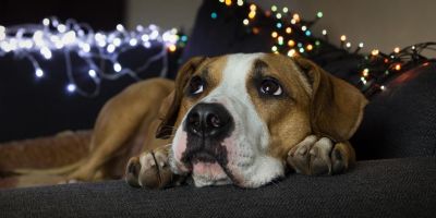 Fim de ano e fogos de artif�cio; veja dicas para preparar e proteger os animais