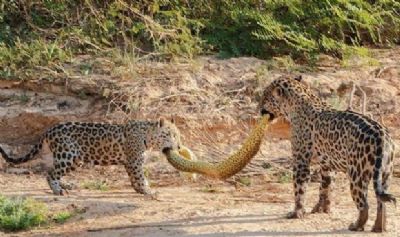 Turistas flagram sucuri sendo capturada por duas on�as no pantanal mato-grossense