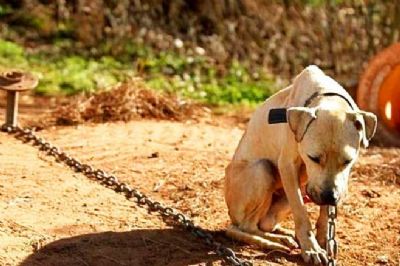 Den�ncias de maus-tratos a c�es e gatos aumentam em MT