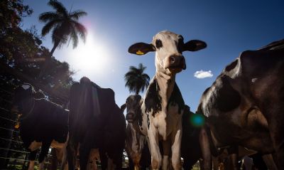 Come�a hoje segunda etapa da vacina��o contra febre aftosa