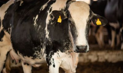 �Vaca louca�: Minist�rio da Agricultura confirma que caso no Par� � at�pico
