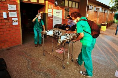 On�a � resgatada no Pantanal com queimaduras de terceiro grau causadas por inc�ndio