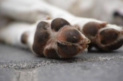 Casos de maus-tratos a animais mais que dobraram durante a pandemia
