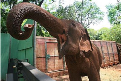 Santu�rio pede doa��es para trazer elefanta de SP para Chapada