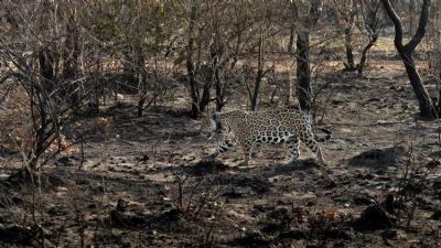 Ministro d� 15 dias para que Estado forne�a dados sobre defesa do Pantanal e Amaz�nia