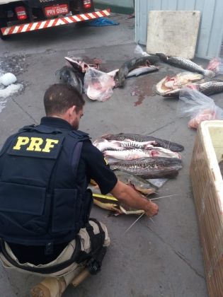 Pol�cia apreende 203 kg de pescado irregular em caminh�o ba�