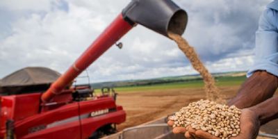 Mato Grosso aumenta em 4,5% produ��o da safra de soja e deve atingir 44,3 milh�es de toneladas