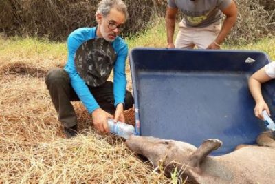 ONG resgata animais no Pantanal e cita devasta��o de inc�ndios