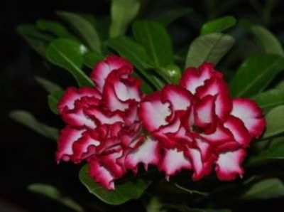 Festival de Rosas do Deserto come�a nesta quinta no Mercado do Porto