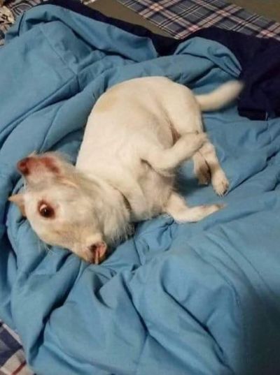 Foto de cachorro circula no Facebook e confunde usu�rios