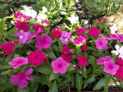 ​Shopping Orla recebe Festival de Plantas e Flores
