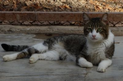 Exposi��o na Pra�a Alencastro marca as comemora��es do Dia Mundial de Defesa Animal