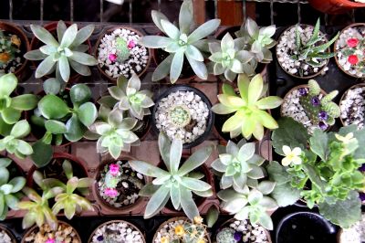 Festival de Flores chega �s suculentas comprovando que com apoio � poss�vel inovar