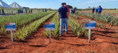 ​Novas esp�cies de abacaxi desenvolvidas pela Unemat ir�o contribuir com avan�o da produ��o em MT