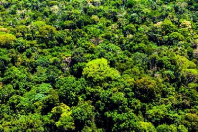 Mato Grosso aplicou R$ 500 milh�es em multas por crimes contra a floresta em 2020