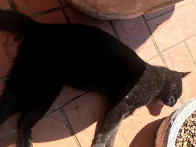 Moradores de condom�nio denunciam mortes de animais supostamente envenenados em Cuiab�