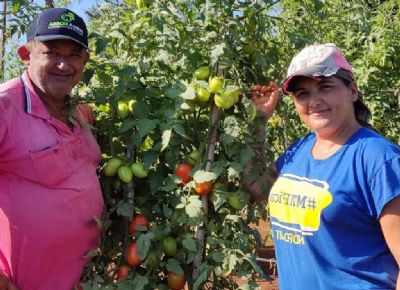 Casal de agricultores alia produ��o de melancia e tomate com safra de milho e tem colheita farta