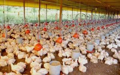 Mato Grosso assina primeiro seguro av�cola do mundo