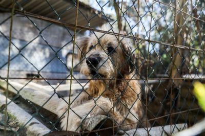 Bem Estar Animal faz o resgate de c�es com den�ncias de espancamento