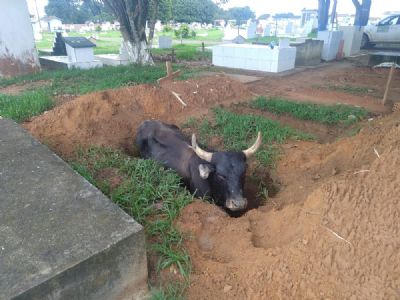 Boi cai em cova de cemit�rio de MT e � resgatado pelo dono e funcion�rios do local