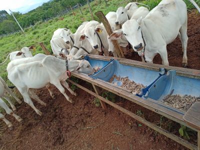 ​Pesquisadores desenvolvem estudos para melhorar a produtividade e reduzir emiss�es de metano na pecu�ria de MT