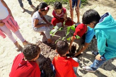 Alunos fazem caminhada e plantam �rvores para sensibilizar comunidade sobre preserva��o